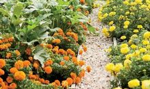 大自然，我真的很爱你！_200字