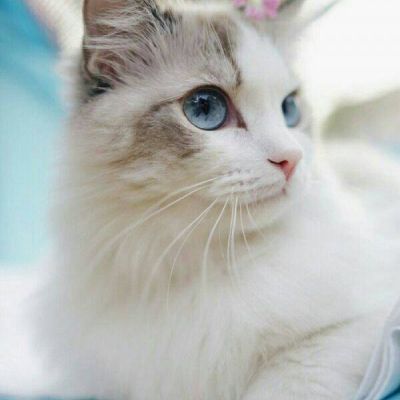 [2012年夏季论文]猫_400字