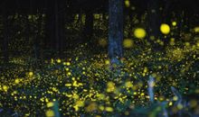 萤火虫闪烁_250字