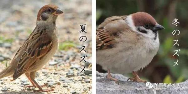 FAT SPARROW _250字
