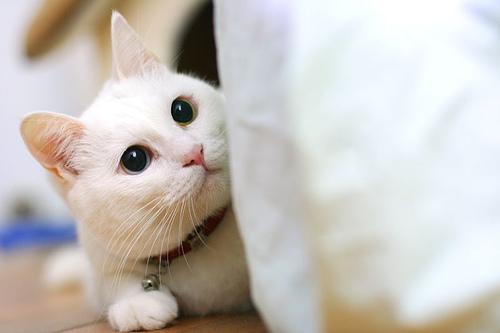 一年级日记：可爱的小猫_150字