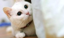 一年级日记：可爱的小猫_150字