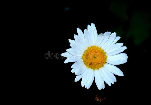 小雏菊的微笑_650字