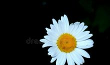 小雏菊的微笑_650字