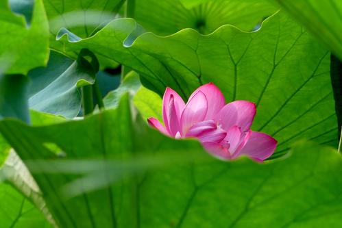 喜欢鲜花半夏天_600字