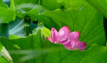 爱如花开半夏_600字