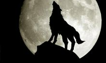 读《狼图腾》有感（二）_800字