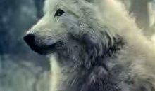 改写《狼》_1200字