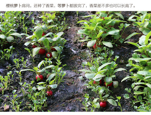 樱桃萝卜_250字
