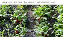 种樱桃萝卜_250字