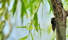 [2012暑期征文]爸爸和蝉_2000字