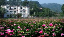 玫瑰的邂逅_450字