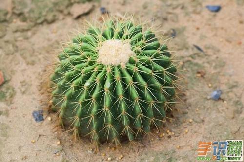 六年级组成：仙人掌_450字