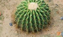 六年级状物作文：仙人球_450字