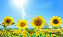 六年级状物作文：向日葵（三）_550字