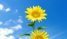 六年级状物作文：向日葵（二）_1000字