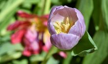 花朵是春天的短信_150字