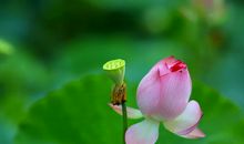 [2012暑期征文]夏夜?花之美_750字