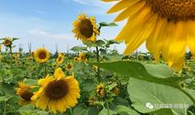 [2012暑期征文]像向日葵一样活着_650字