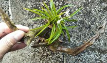 顽强的生命力_450字