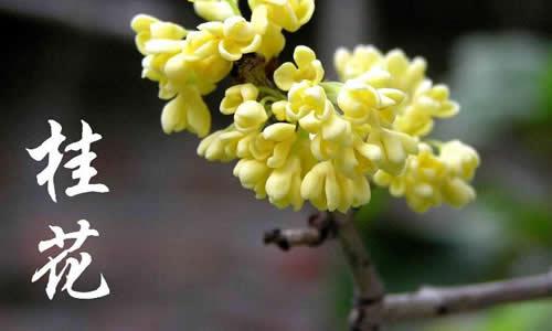 桂花（六个短篇小说）_200字