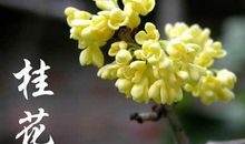 桂花（六句短篇作文)_200字