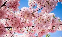 这也是一种芬芳_800字