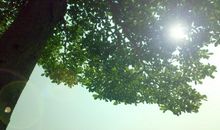 树荫下的人_800字