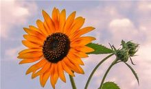 向上零点零一米，摘下那朵盛开的向日葵_1500字