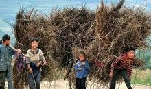 乡下的孩子_200字