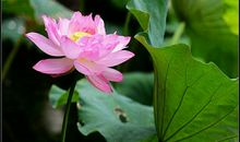 [2013暑期征文]荷韵飘香_650字