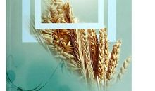 [2013暑期征文]这个盛夏，翻卷爱_1200字