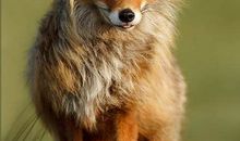 [暑假征文]读《狐狸永远的单眼皮》有感_650字