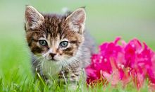 爱护环境的小猫_550字