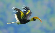 读《双角犀鸟》有感_750字