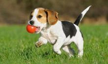 [2012暑期征文]与狗狗一起玩捉迷藏_750字