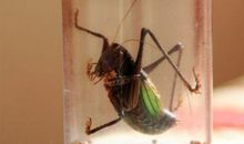 [暑假征文]蝈蝈_450字