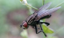 [2012暑期征文]打苍蝇_750字