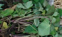 [2012暑期征文]《树叶的香味》读后感_500字