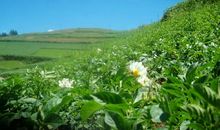 [2013暑期征文]暑期至，夏花开_650字