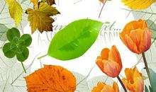 做一片美的叶子_250字