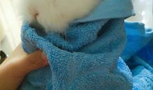 [2012暑期征文]第一次给兔子洗澡_900字