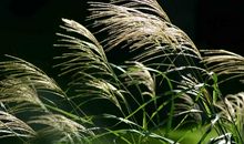 [2012暑期征文]丝绸之路——活在当下（10）_800字