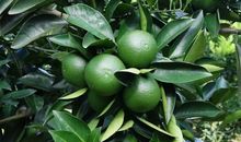 我爱赣州，我爱橙乡_750字