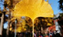 [2012暑期征文]读“于丹《论语》感悟”有感_800字