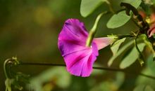 牵牛花的生命_300字