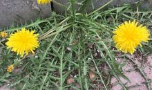 天马行空的野草花_900字