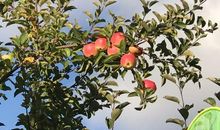 秋天的红苹果_100字