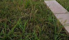 [2012暑期征文]生命之火焰_1200字