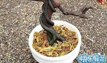 让我自己去飞_150字